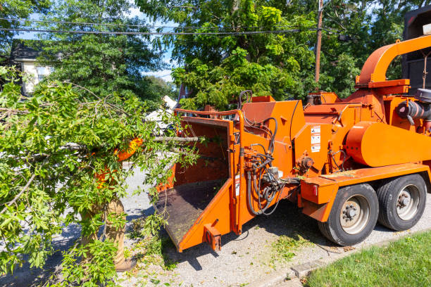 Woonsocket, RI Tree Service Company